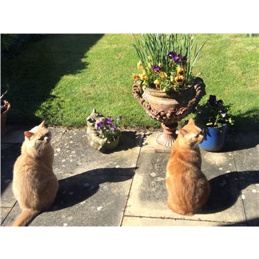 Success Story - Cyril and Tigger Success Story - Cyril and Tigger