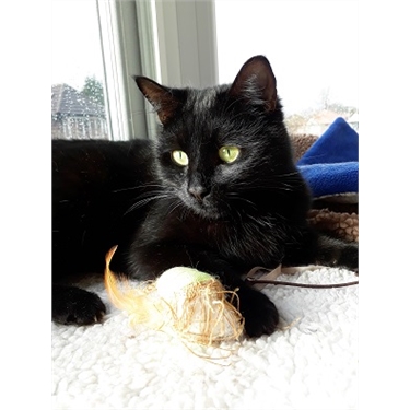 £10 Cats Protection Assisted* Neutering Scheme