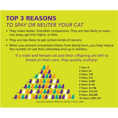 Neuter your cat for £5