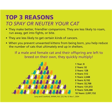Neuter your cat for £5 Neuter your cat for £5