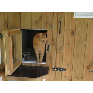 Outdoor Cat Foster Carers Needed Outdoor Cat Foster Carers Needed