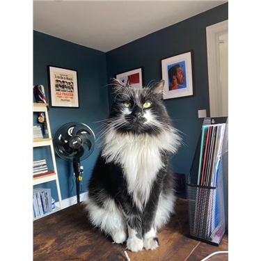 Bring Cyril Home! Missing Cat! Bring Cyril Home! Missing Cat!