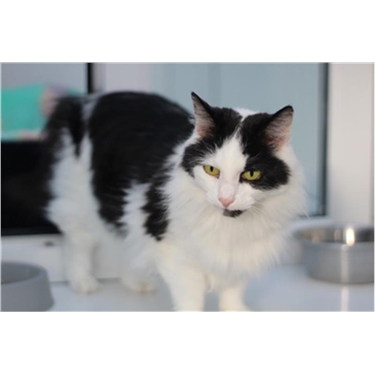 Cat of the Month, February 2018: Bubbles Cat of the Month, February 2018: Bubbles