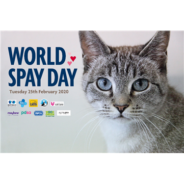 World Spay Day 
