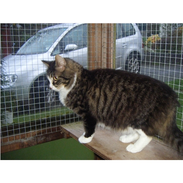 URGENT- NEW FOSTERERS NEEDED URGENT- NEW FOSTERERS NEEDED