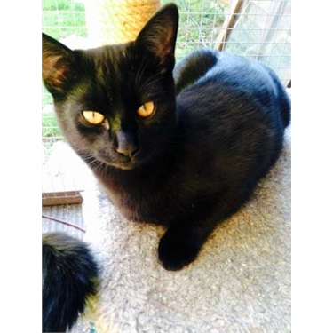 Black Cat Awareness Day: 27th October 2016 Black Cat Awareness Day: 27th October 2016