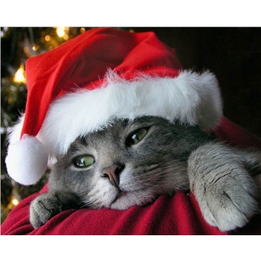 Christmas Catstravaganza Christmas Catstravaganza