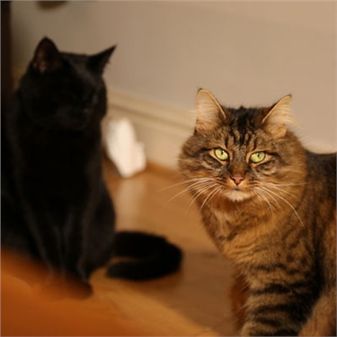 Planet Cat explores multi-cat households