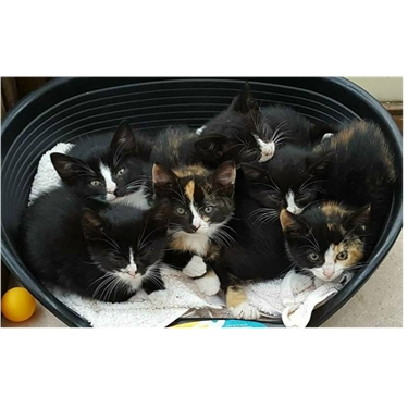 KITTENS! KITTENS! KITTENS !! KITTENS! KITTENS! KITTENS !!