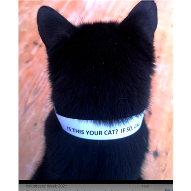 Paper Collars for Stray Cats