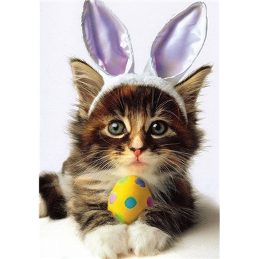 Tips for a Cat Safe Easter 🐱🐣🐰 Tips for a Cat Safe Easter 🐱🐣🐰