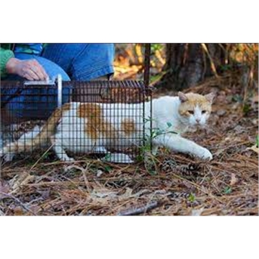 Volunteer(s) wanted to help with Trapping, Neutering and Releasing... Volunteer(s) wanted to help with Trapping, Neutering and Releasing...