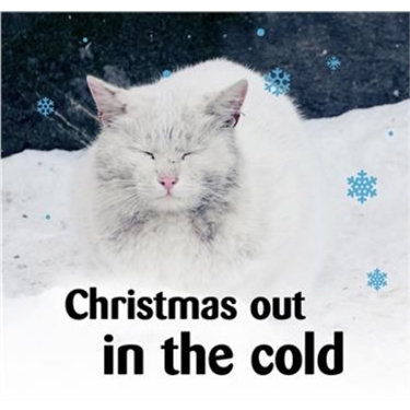 Make Christmas Magical for cats in the Frome & District branch this year Make Christmas Magical for cats in the Frome & District branch this year