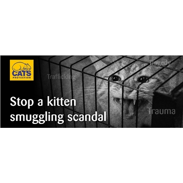 Help stop kitten smuggling