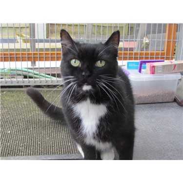 Cat of the Month, July 2018: Freddie Cat of the Month, July 2018: Freddie