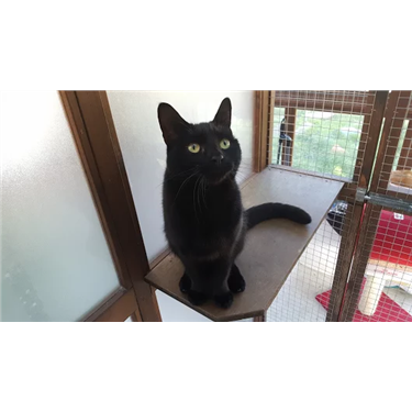 27th October is National Black Cat Day 27th October is National Black Cat Day