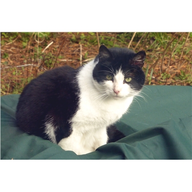 Cat lost for 6 years found! Cat lost for 6 years found!