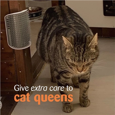 Give extra care to cat queens 