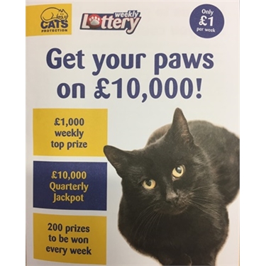 Feline Lucky? Feline Lucky?
