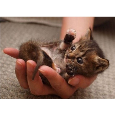 Catastrophe: The Future of Felines in Britain Catastrophe: The Future of Felines in Britain