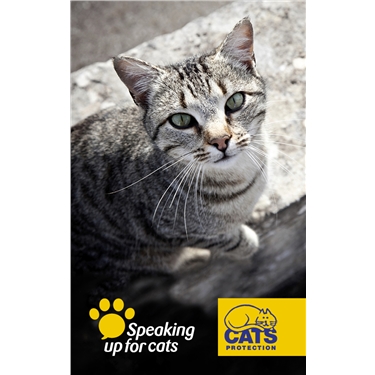 First ever proposals for laws on commercial cat breeding and cat welfare introduced in Parliament