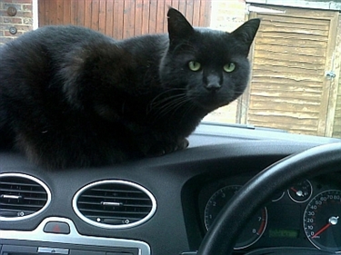 Black sales colour cat