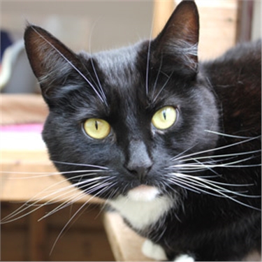 Brighton cat cafe Brighton cat cafe