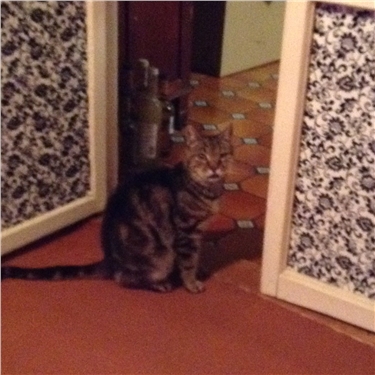 Found Cat Found Cat