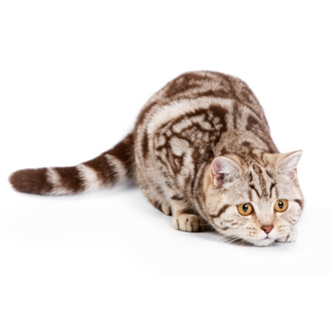 Why rehome your cat with Cats Protection? Why rehome your cat with Cats Protection?