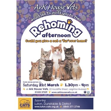Rehoming Afternoon Rehoming Afternoon