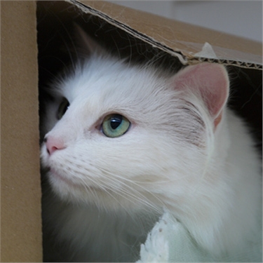 25% off Feliway until 31/12/14 25% off Feliway until 31/12/14