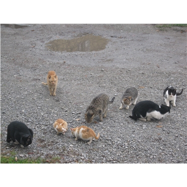 Feral Cat Colony Feral Cat Colony
