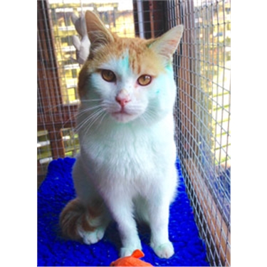 Stray puss Oliver recovers after being found covered with green paint Stray puss Oliver recovers after being found covered with green paint
