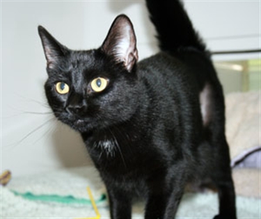 Revealed: The true cost of keeping the cat population down Revealed: The true cost of keeping the cat population down