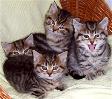 Children and cats - the next generation Children and cats - the next generation