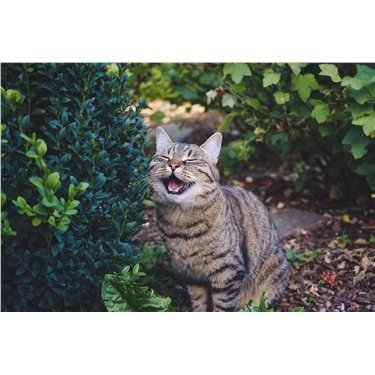 Have you found a cat? Have you found a cat?