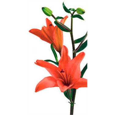 Orange lily cats sales
