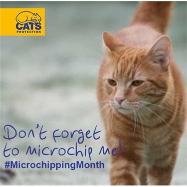 New research finds nearly half the UK’s cats are not microchipped