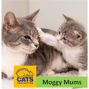 Moggy Mums