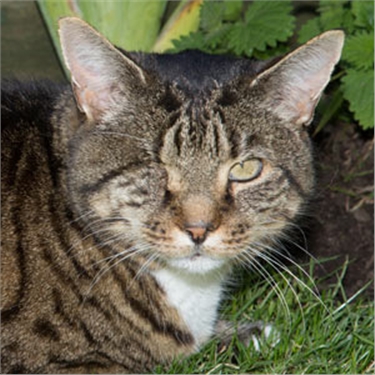 Plucky puss Nelson named National Cat of the Year 2014!