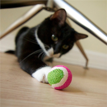 Online pet shop discounts Online pet shop discounts