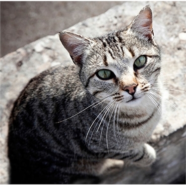 Manifesto for Cats Manifesto for Cats