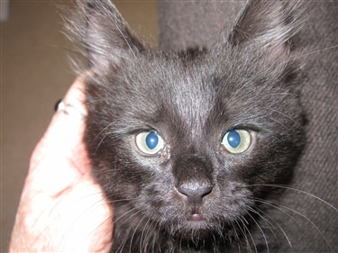 National Black Cat Day National Black Cat Day