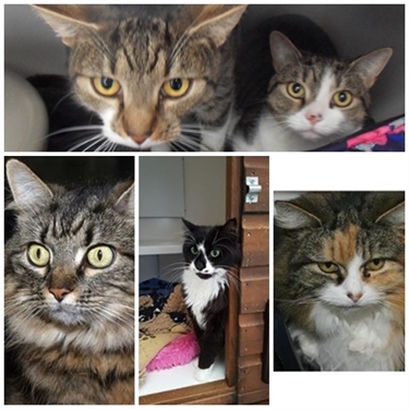Looking for a new cat? Looked at our website? Looking for a new cat? Looked at our website?