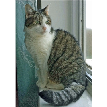 Fancy Fostering? Fancy Fostering?