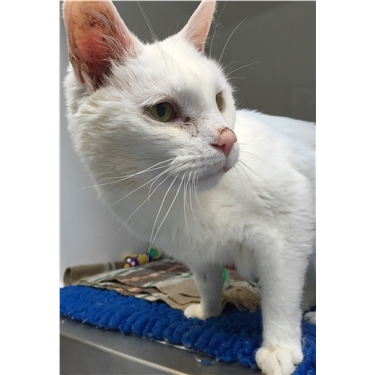 Put the fun into fundraising with tea, cake & cats Put the fun into fundraising with tea, cake & cats