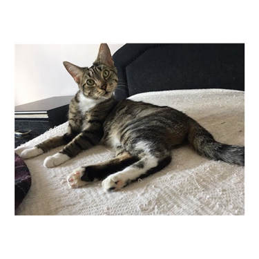 Featured Cat of the Week - Sophie Featured Cat of the Week - Sophie