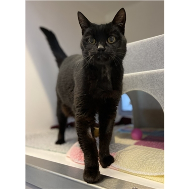 Meet Pringle our sponsor cat Meet Pringle our sponsor cat