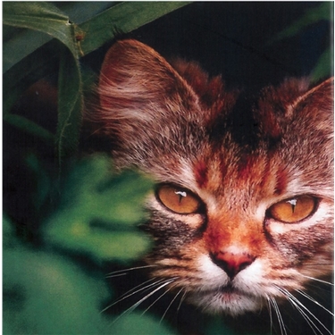 Ferals Available Ferals Available