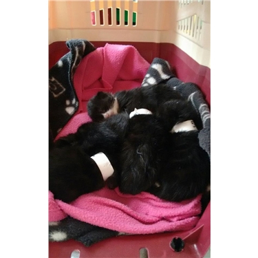 6 tiny kittens abandoned in a lane